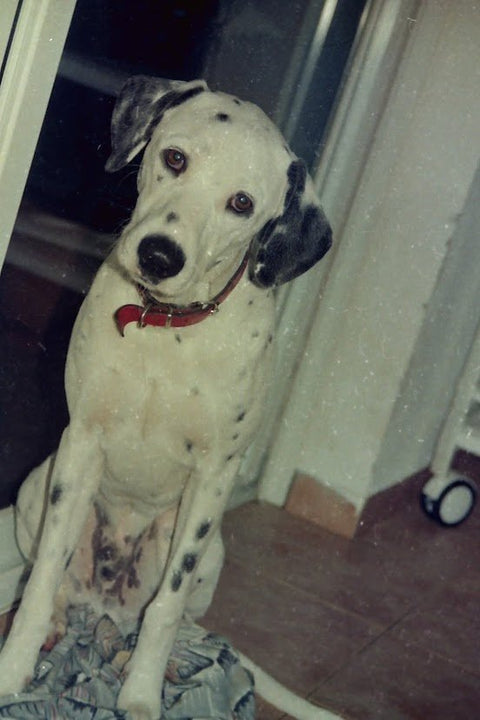 Timeless Pet Memorial - Memorialine