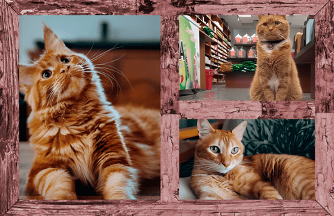 Timeless Pet Memorial - Memorialine