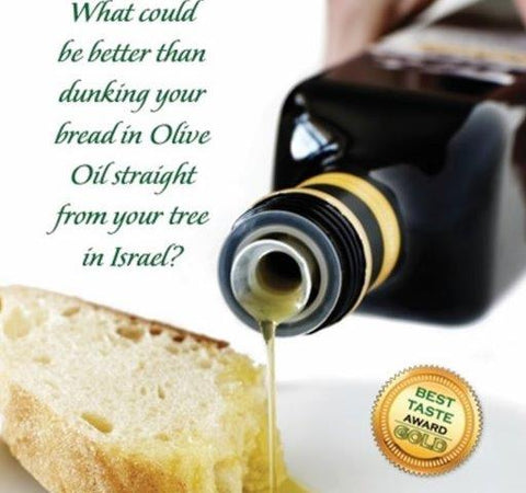 Adopt an Olive Tree in Galilee – Create a Living Memorial Tribute - Memorialine