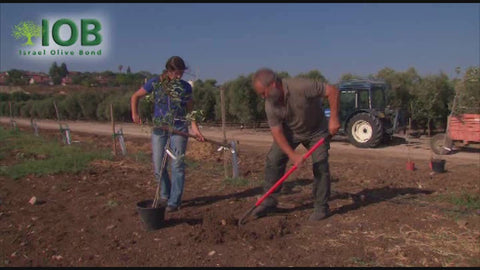 Honor Your Loved One with a Living Legacy – Adopt an Olive Tree in Galilee